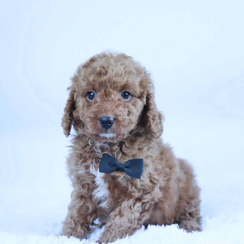 Male F1B Cavapoo- Arnold - Image 3