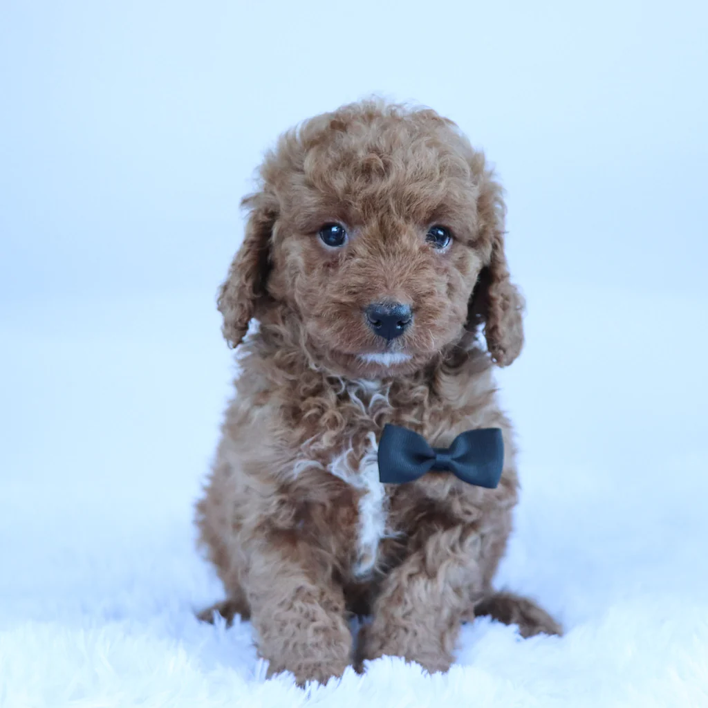 Male F1B Cavapoo- Arnold - Image 2