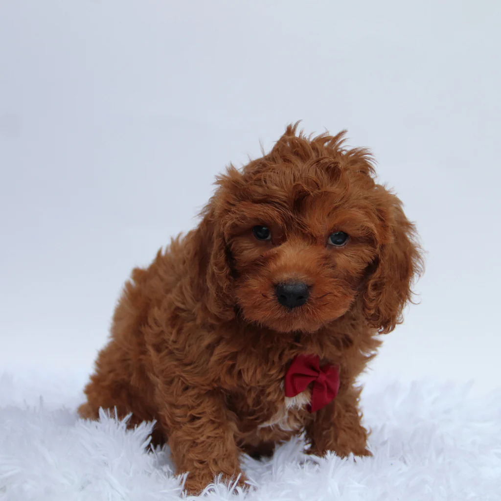 Male F1b Cavapoo- Jackson - Image 2