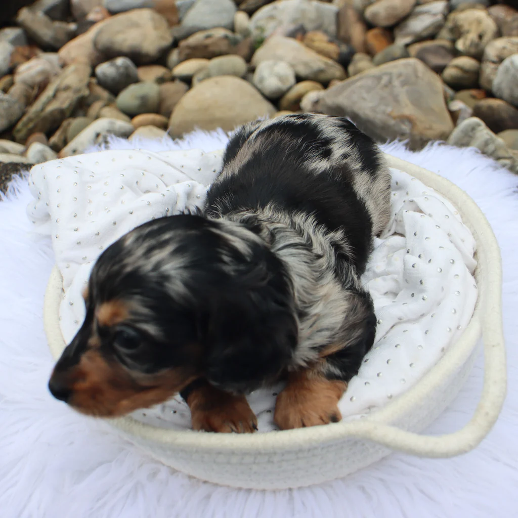 Female Dachshund- Blueberry - Image 4