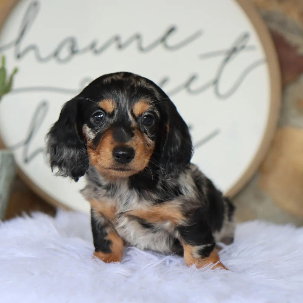 Female Dachshund- Blueberry - Image 3
