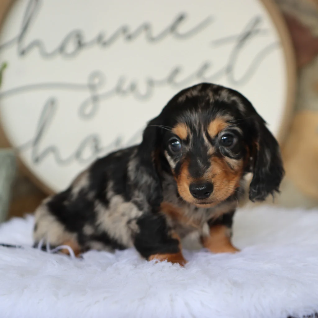 Female Dachshund- Blueberry - Image 2