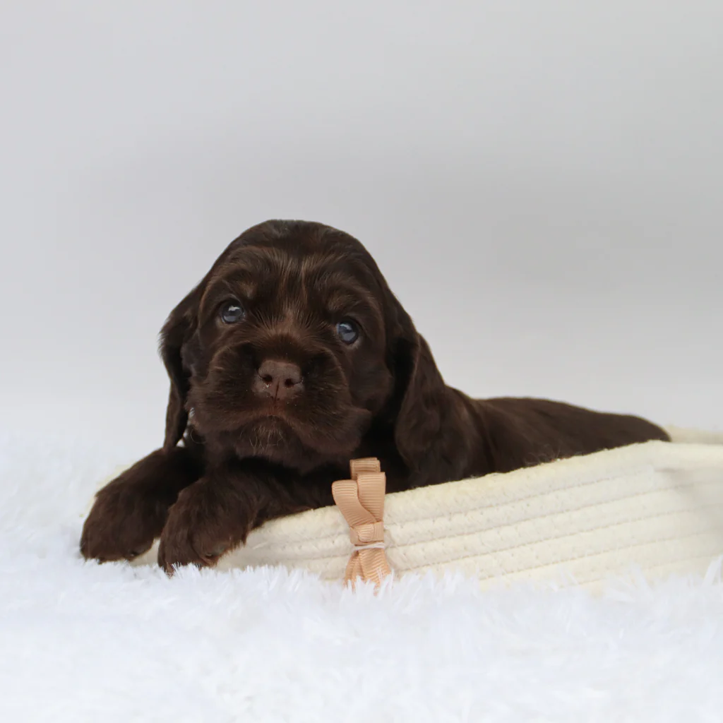 Male Mini Cocker Spaniel- Carson - Image 3