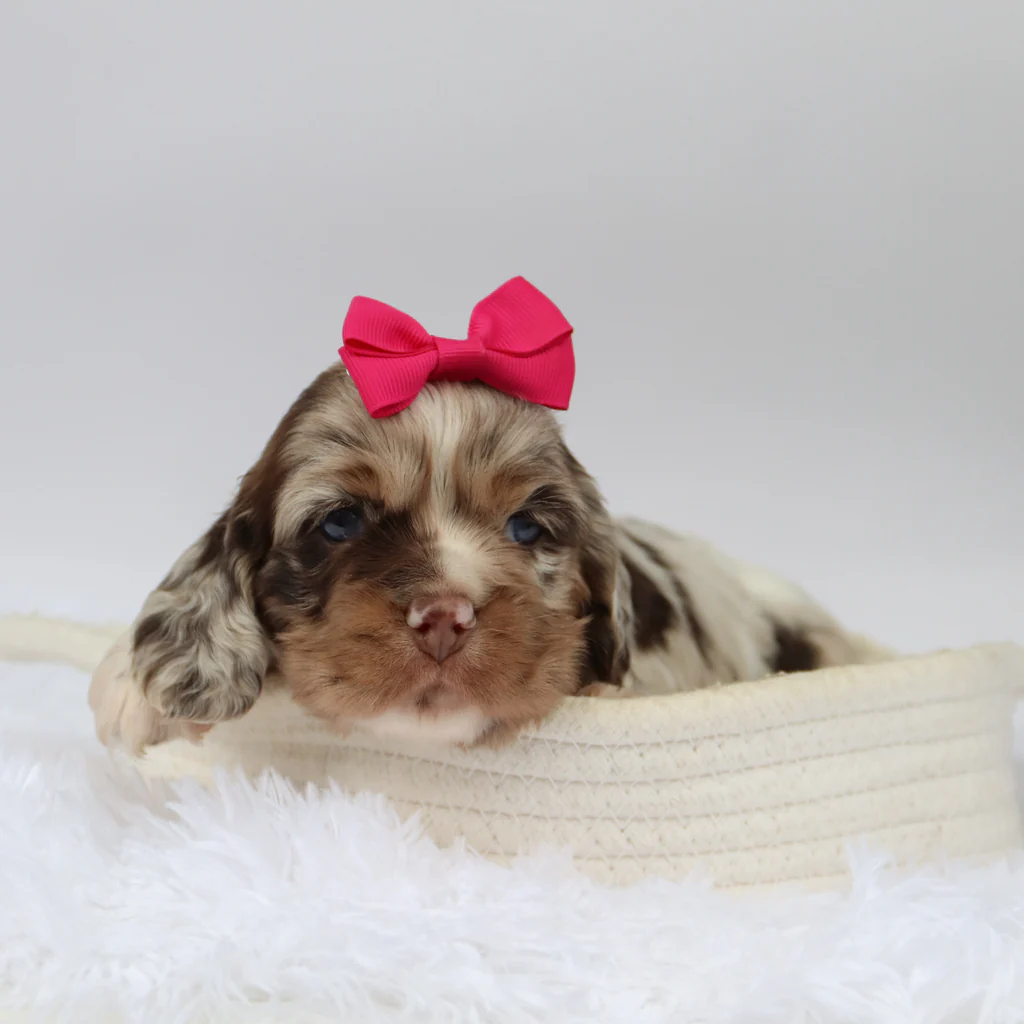 Female Mini Cocker Spaniel- Joyce - Image 2