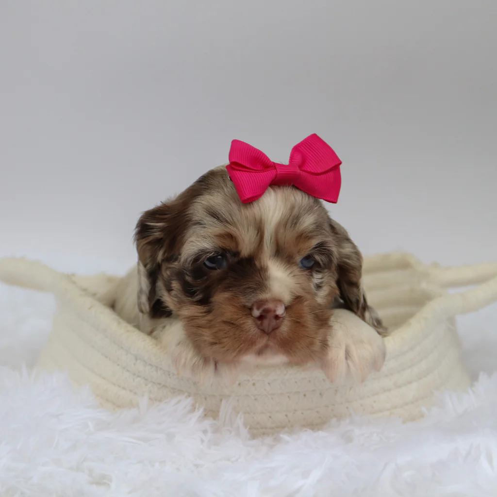 Female Mini Cocker Spaniel- Joyce