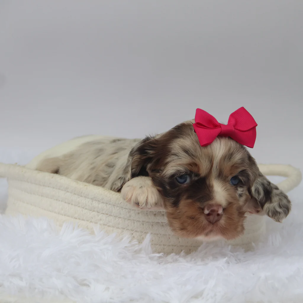 Female Mini Cocker Spaniel- Joyce - Image 3