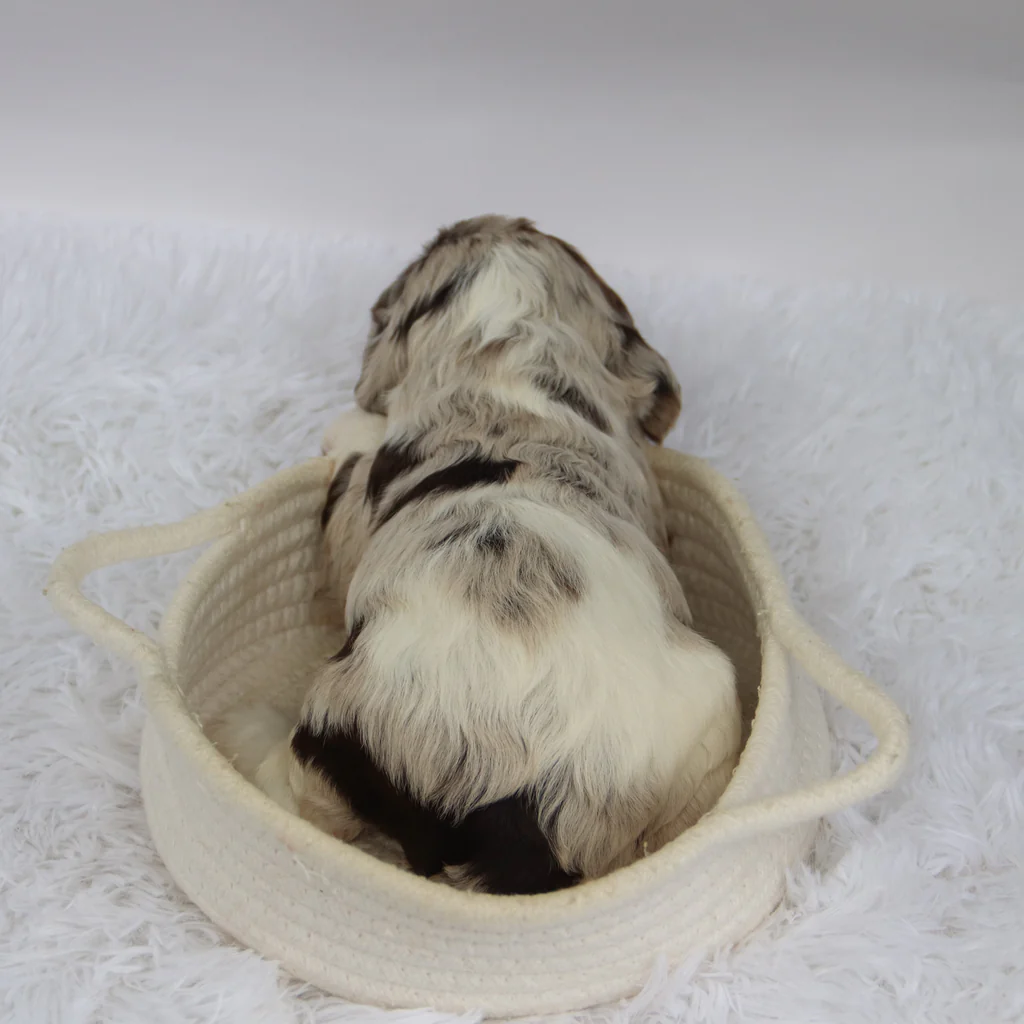 Female Mini Cocker Spaniel- Joyce - Image 4