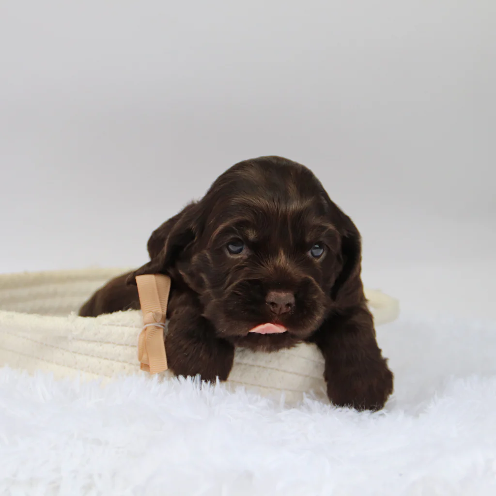 Male Mini Cocker Spaniel- Carson - Image 2