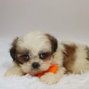 Male Imperial Shih Tzu- Orlando