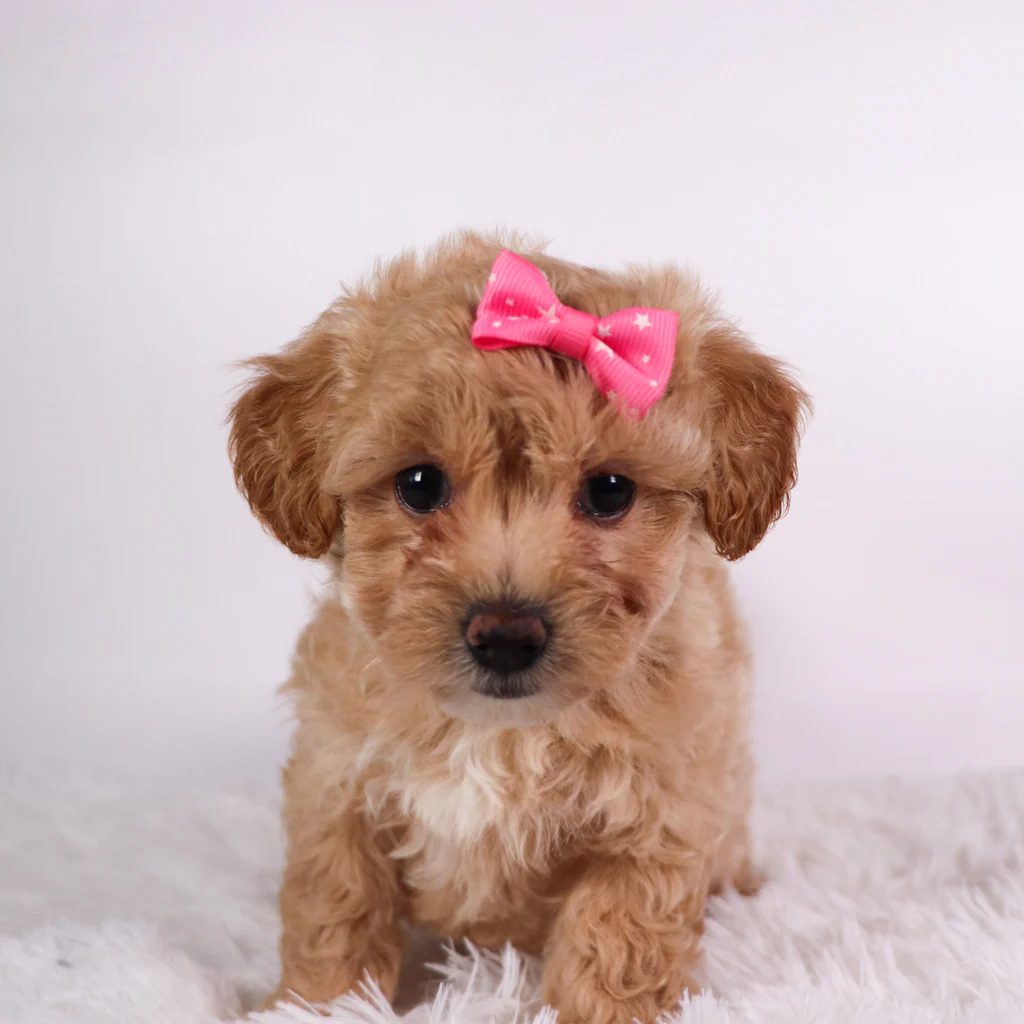 Teacup-Toy Maltipoo