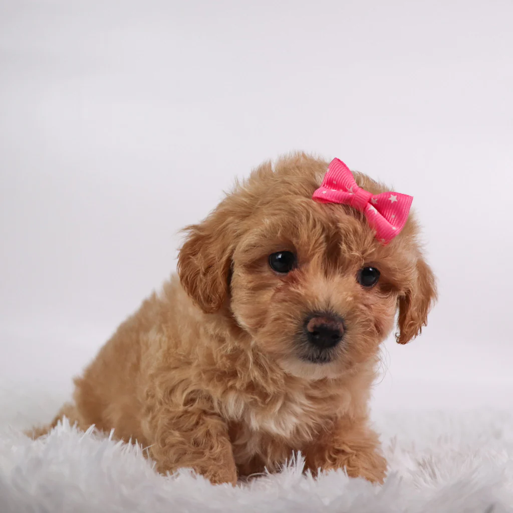 Female Teacup-Toy Maltipoo- Cara - Image 2