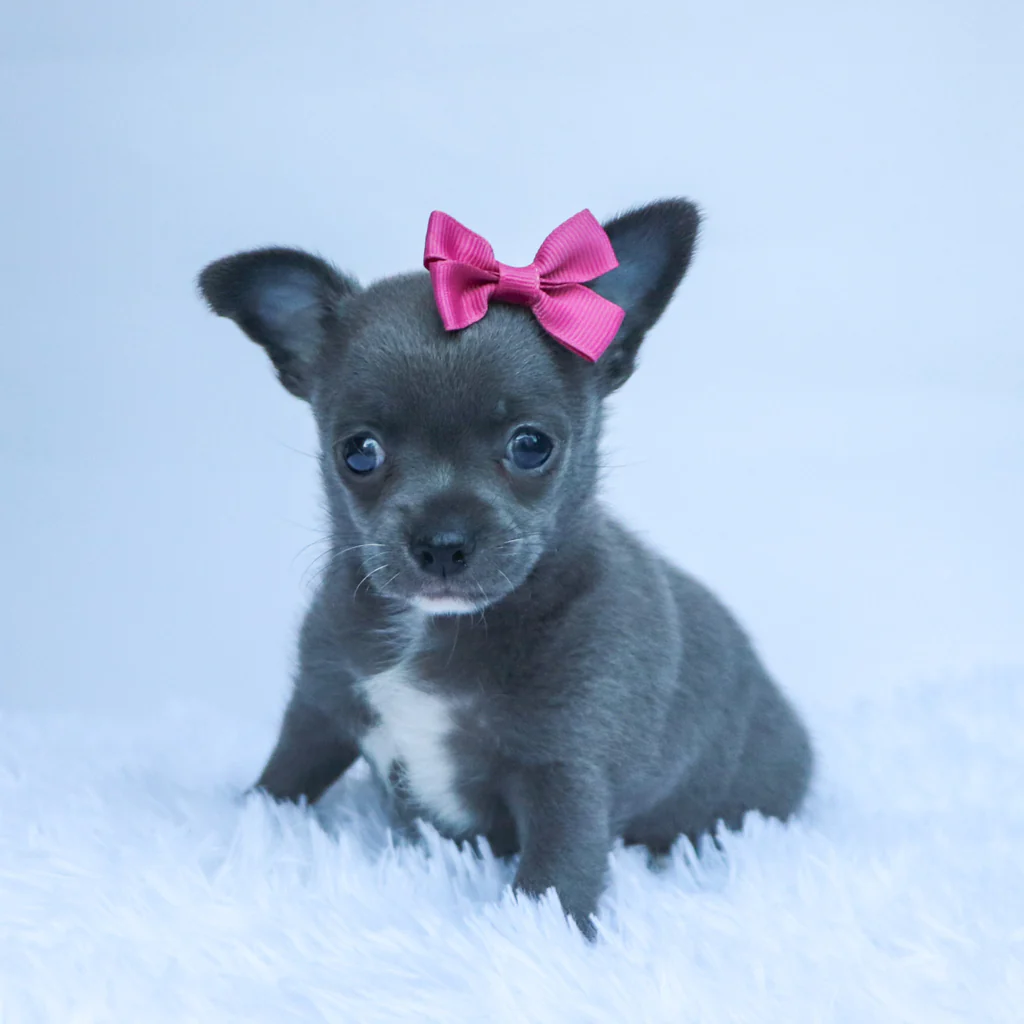 Female Micro Teacup Chihuahua- Dory - Image 3