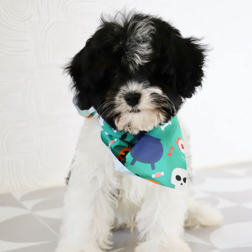 Male Cavapoo- Brandon - Image 3