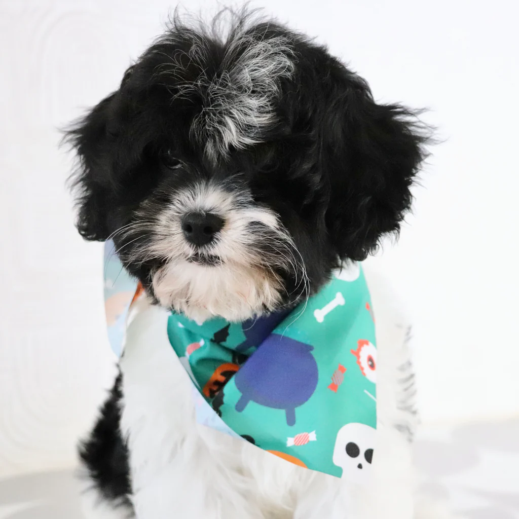 Male Cavapoo- Brandon - Image 2